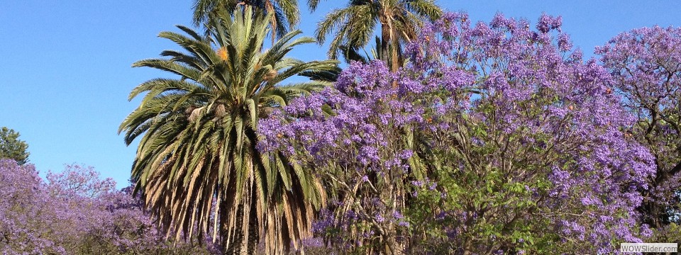 Jacquranda Trees, Perth